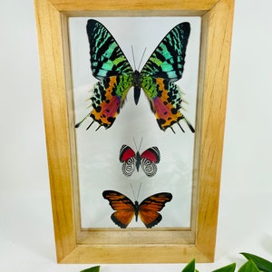 Framed Butterfly Display - Including Sunset Moth