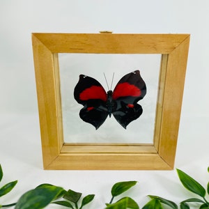 Real Framed Butterfly Display