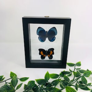 Real Framed Butterfly Display