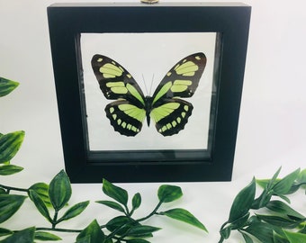 Real Framed Butterfly- black frame