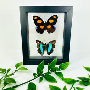 Real Framed Butterfly Display