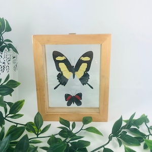 Real Framed Butterfly Display