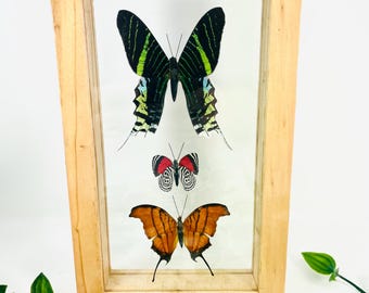 Real Framed Butterfly Collection