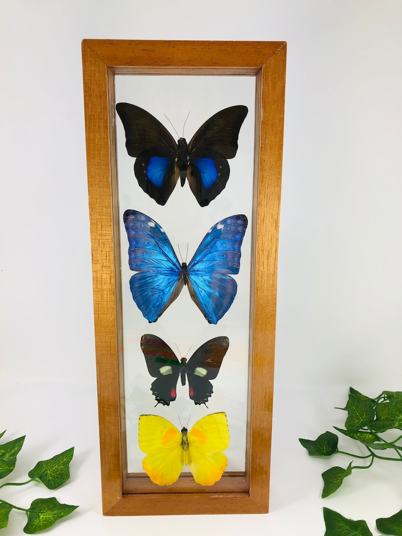 medium brown frame Real Framed Butterfly Collection