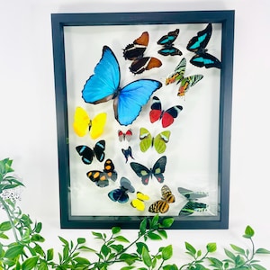 May include: A rectangular black shadow box frame containing a collection of various preserved butterflies. The display features a large central bright blue butterfly surrounded by smaller specimens in yellow, red, black, green, and orange patterns.