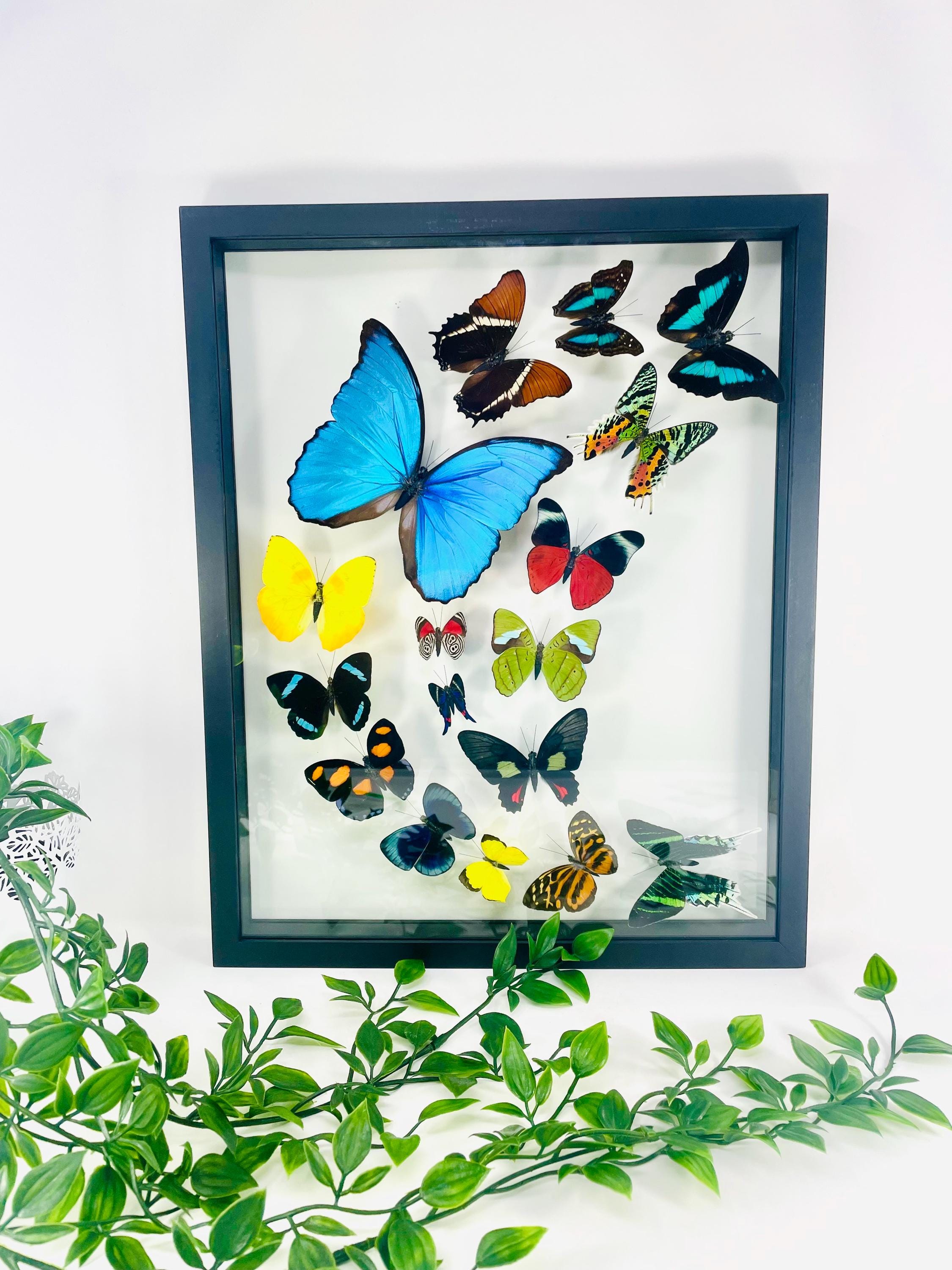 Morpho Butterfly Display - Etsy