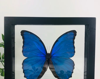 Blue Morpho (Morpho Didius) Butterfly