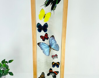 Real Framed Butterfly Collection - Morpho Butterfly