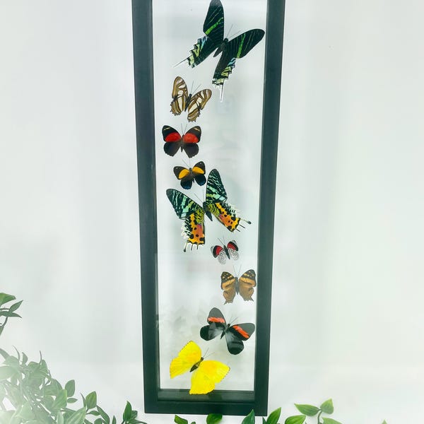 Real Framed Butterfly Collection - Sunset Moth