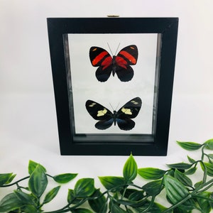 Real Framed Butterfly Display