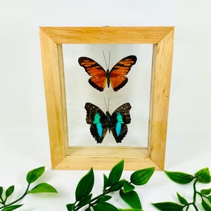 Real Framed Butterfly Display