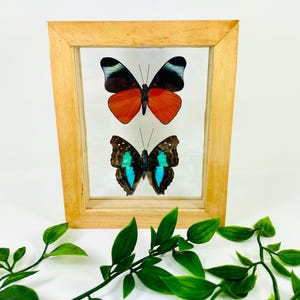 Real Framed Butterfly Display