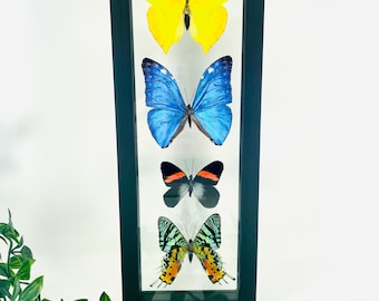 Real Framed Butterfly Collection - Morpho Butterfly & Sunset Moth