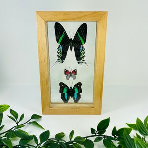 Real Framed Butterfly Display