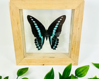 Real Red Tip Butterfly Framed Taxidermy - Colotis Danae - Etsy