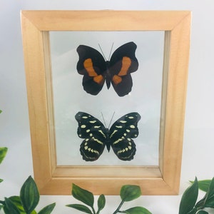 Real Framed Butterfly Display