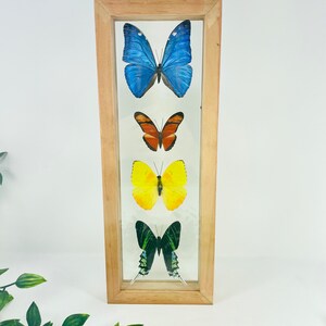 Real Framed Butterfly Collection - Morpho Butterfly