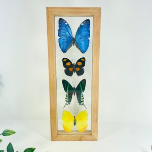 Real Framed Butterfly Collection - Morpho Butterfly
