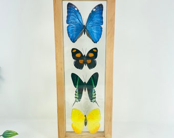 Real Framed Butterfly Collection - Morpho Butterfly