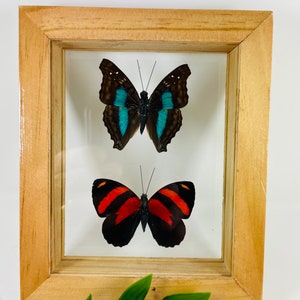 Real Framed Butterfly Display