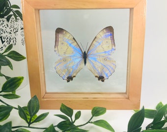 Real Framed Butterfly - Morpho Sulkowski - “Pearl Morpho” - Light brown frame