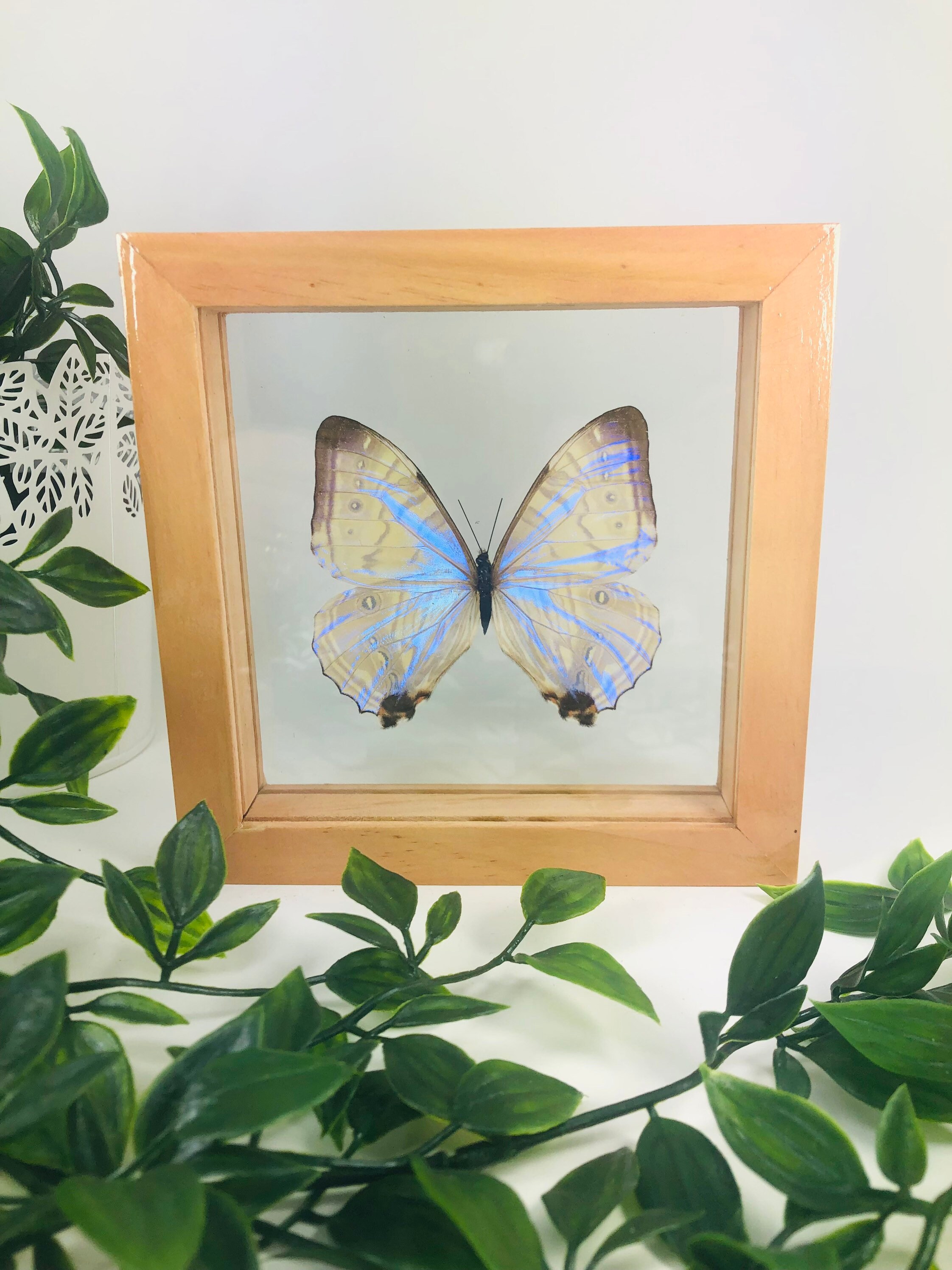 Real Framed Butterfly - Morpho Sulkowski - “Pearl Morpho” - Light brown frame