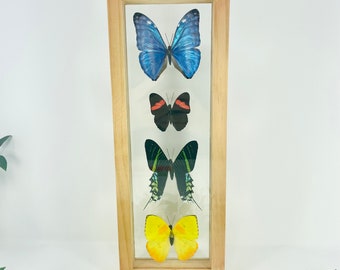 Real Framed Butterfly Collection - Morpho Butterfly