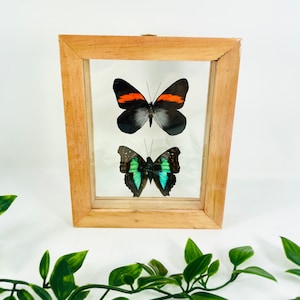 Real Framed Butterfly Display