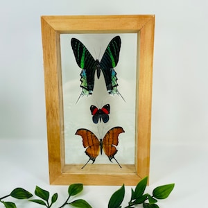 Real Framed Butterfly Display