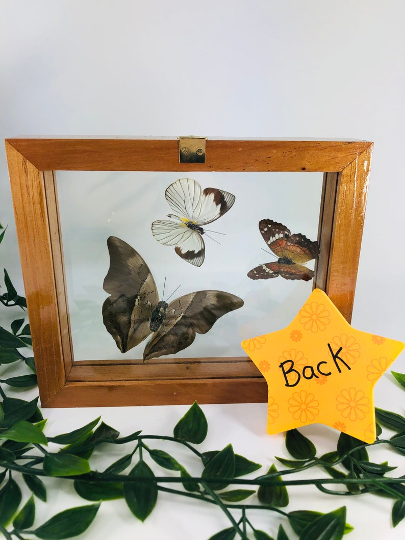 Real Framed Butterfly Medium brown frame