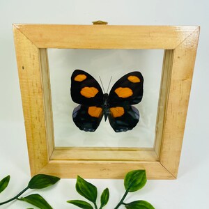 Real Framed Butterfly Display