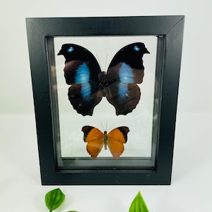 Real Framed Butterfly Display