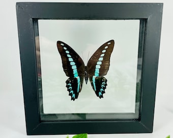 Real Framed Butterfly