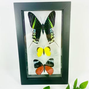 Real Framed Butterfly Display