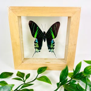 Real Framed Butterfly Display