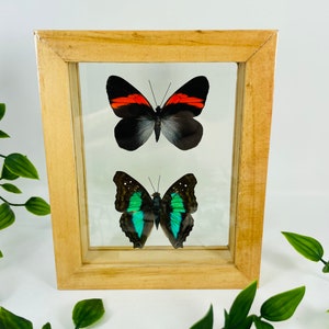 Real Framed Butterfly Display