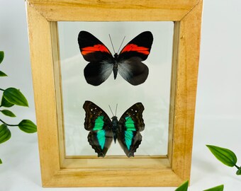 Real Framed Butterfly Display