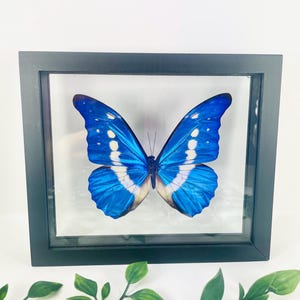 Framed Morpho Helena Butterfly – Real Butterfly Display (6x7)