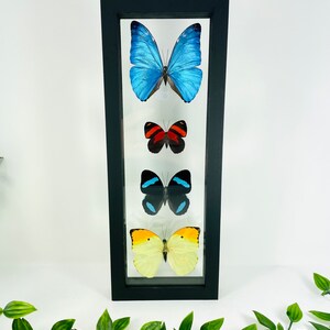 Real Framed Butterfly Collection - Morpho Butterfly