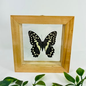 Real Framed Butterfly Display