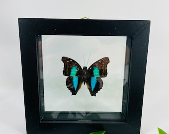 Real Framed Butterfly