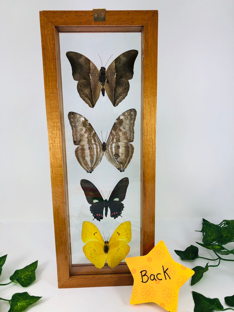 medium brown frame Real Framed Butterfly Collection