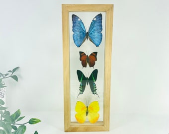 Real Framed Butterfly Collection - Morpho Butterfly