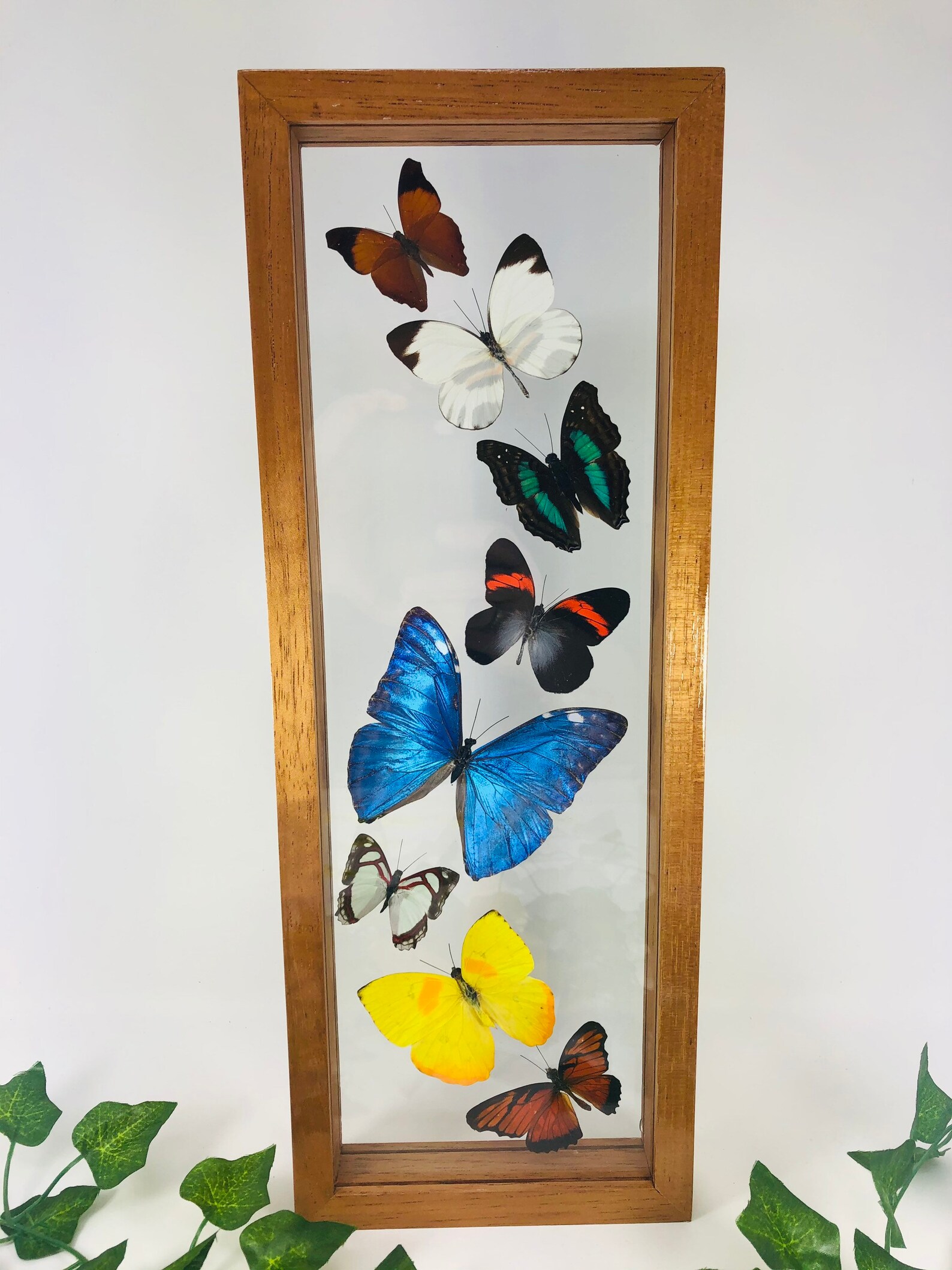 Real Framed Butterfly Collection medium brown frame Etsy