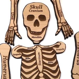 May include: A wooden puzzle of a human skeleton with labeled bones. The puzzle pieces are separated and include the skull, ribs, sternum, clavicle, scapula, humerus, ulna, radius, pelvis, and sacrum.