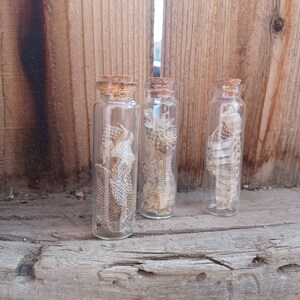 May include: Three small glass bottles with cork tops, each containing a piece of dried snake skin. The bottles are sitting on a wooden surface.