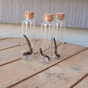 May include: Three small glass bottles with cork stoppers, each containing a dried, curled, brown insect specimen.