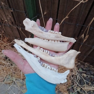 Amethyst crystal deer jaw bones