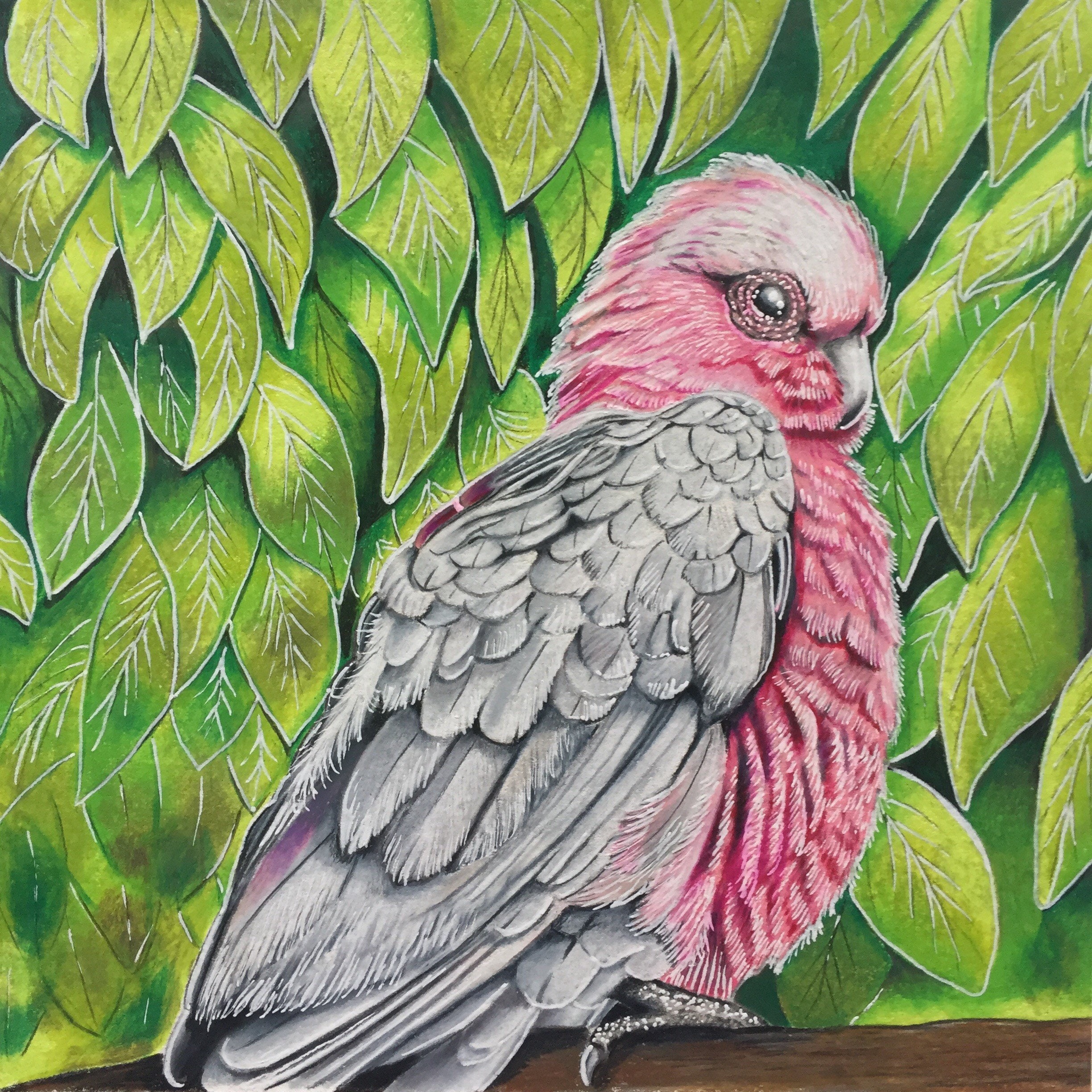 cockatoo drawing cockatoo drawing
