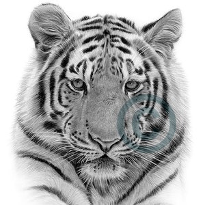 Save Tiger Posters for Sale  Redbubble